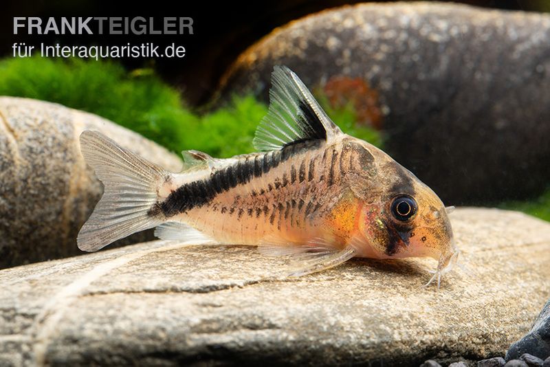 Schwarzrücken-Panzerwels, Corydoras metae