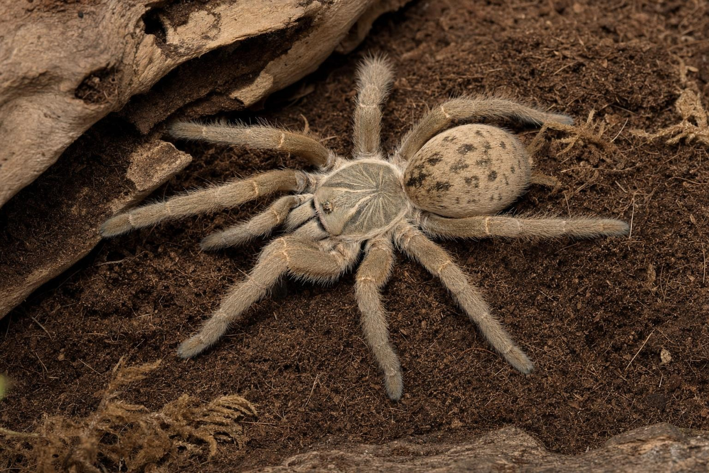 Graue Pavian-Vogelspinne, Pterinochilus lugardi