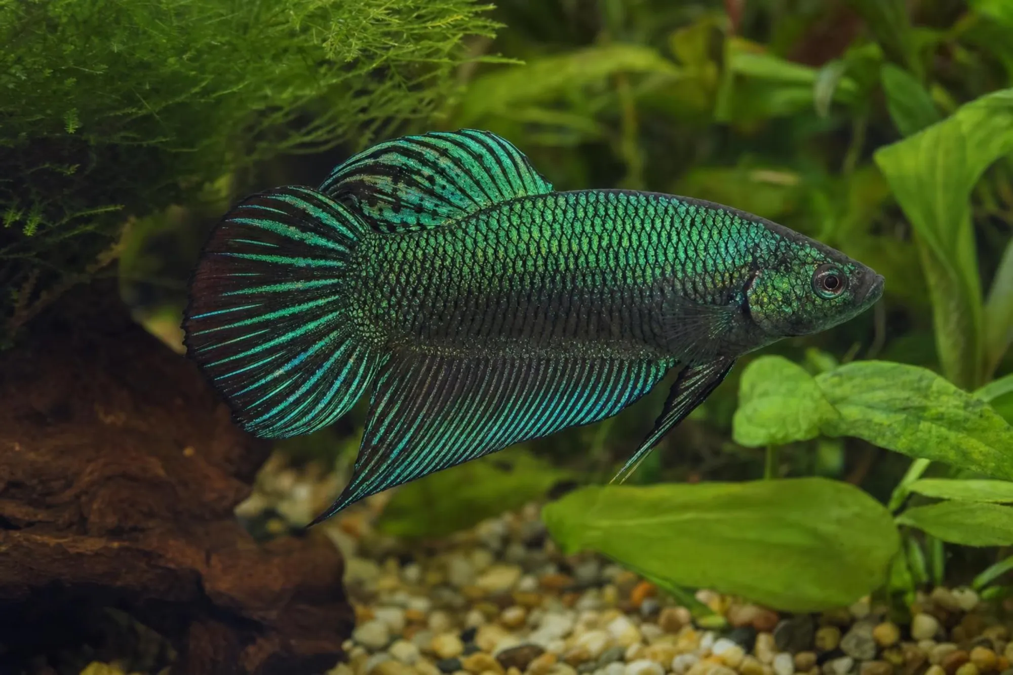 Grüner Alien-Hybrid-Kampffisch, Weibchen, Betta sp.