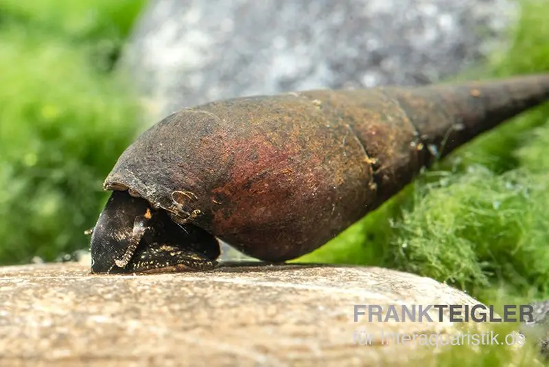 Langnasenschnecke, Stenomelania torulosa