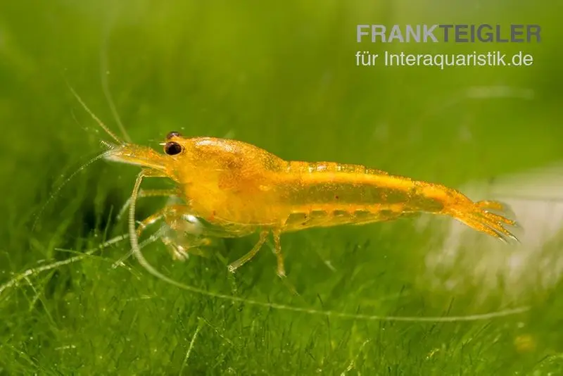 Europäische Garnele, Atyaephyra desmaresti (Kaltwasser) Tiere Teichbewohner