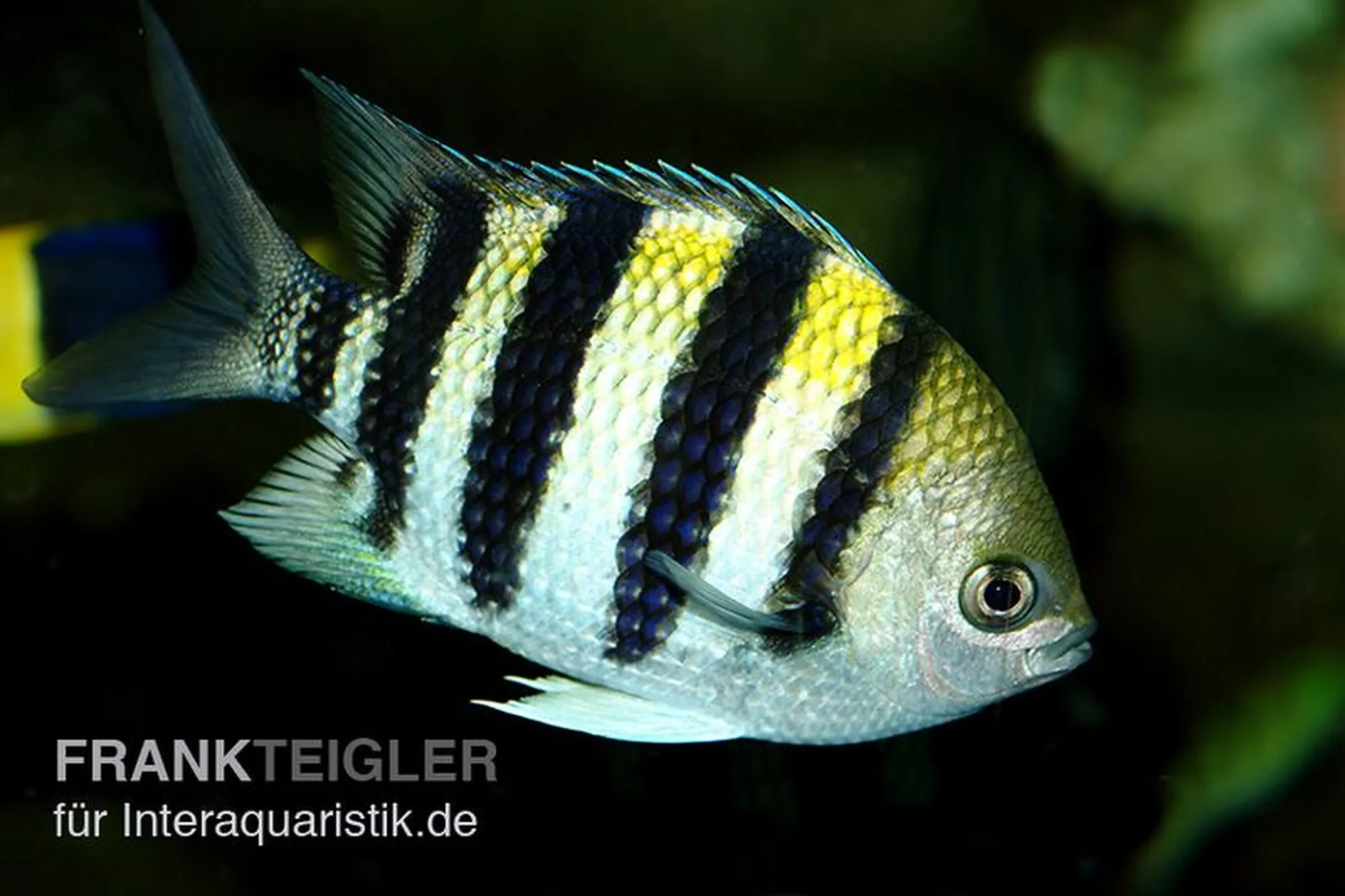 Indo-Pazifischer Sergeant-Major, Abudefduf vaigiensis