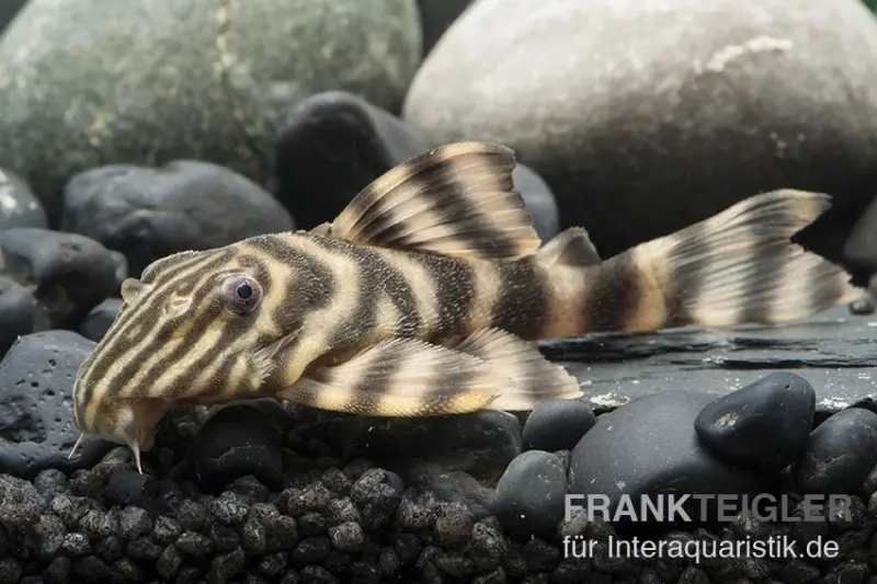 Rio Negro-Tigerharnischwels, L169, LDA1, Panaqolus sp., 5-74 cm