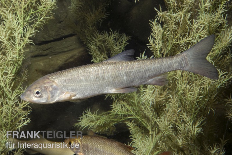 Nase, Chondrostoma nasus (Kaltwasser), DNZ , 7-10 cm