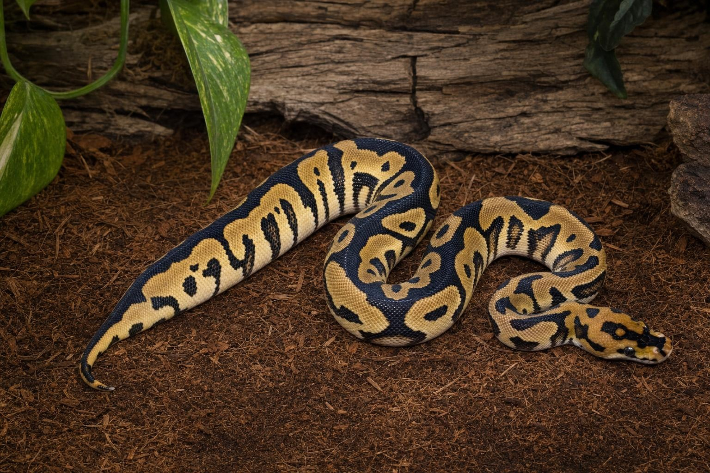 Yellow-Belly-Clown-Königspython, Python regius