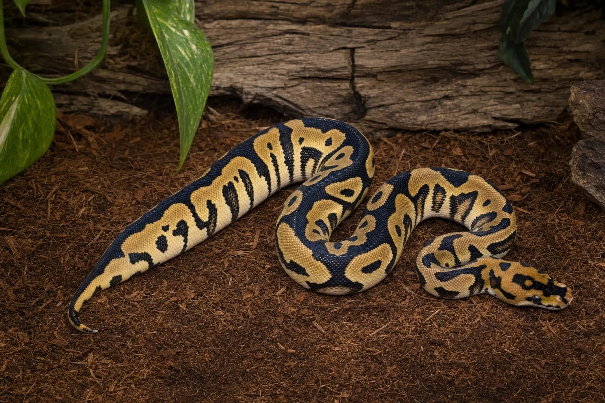 Yellow-Belly-Clown-Königspython, Python regius