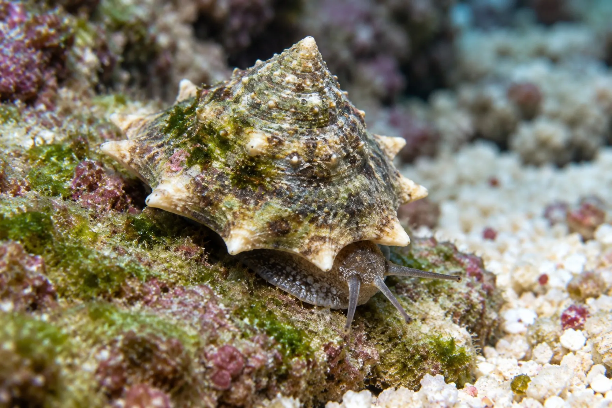 Philippinen-Sternschnecke, Astralium calcar