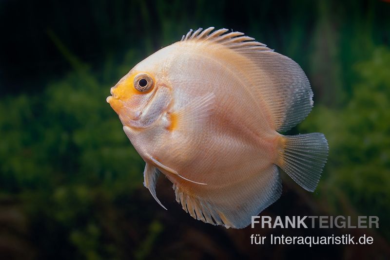 Diskusfisch ASIA-NZ, Symphysodon discus White gray, 2 Zoll, 5-6 cm