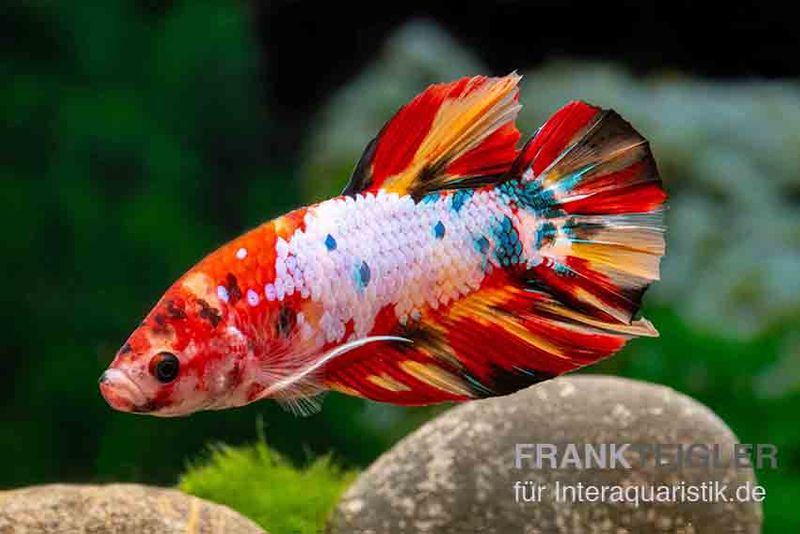 Plakat Kampffisch Candy, Männchen, Betta splendens