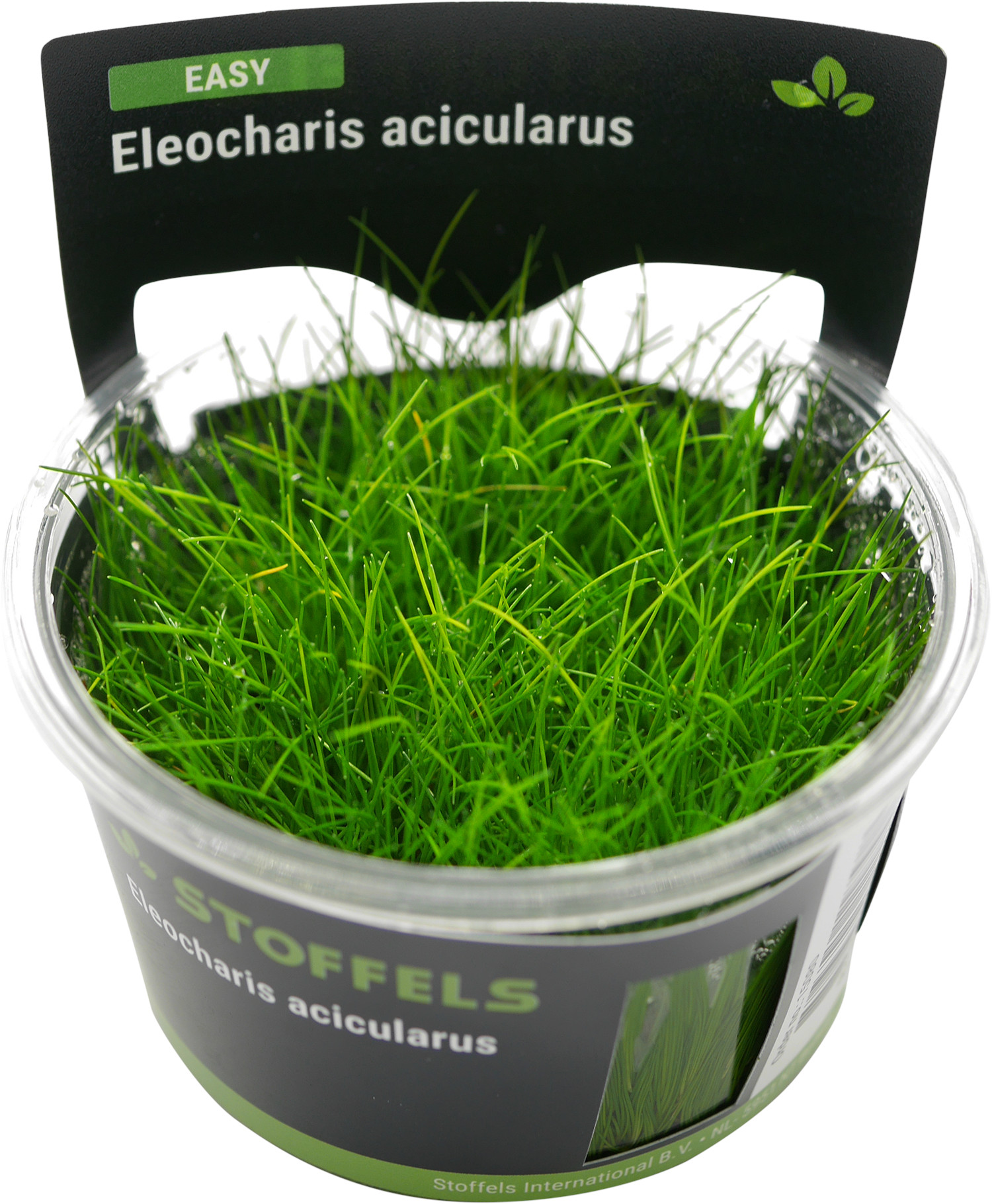 Nadelsimse, Eleocharis acicularis, In Vitro Nadelsimse, Eleocharis acicularis, In Vitro