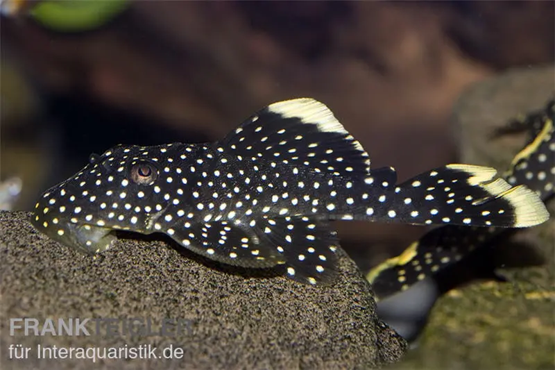 Gelbsaum-Prachtharnischwels, L81, Baryancistrus spec., 6-8 cm