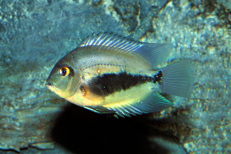 Keilfleckbuntbarsch, Uaru amphiacanthoides