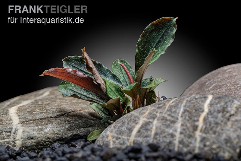 Bucephalandra sp. "Cascade King", lose Pflanze