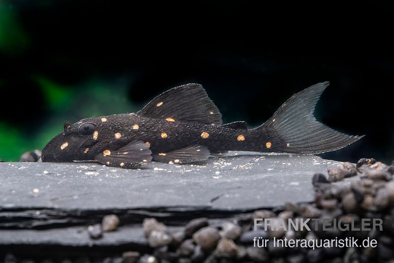 Orange Spot Pleco, LDA31, Panaqolus albomaculatus