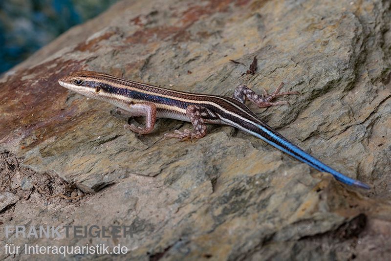 Fünfstreifenskink, Trachylepis quinquetaeniata, männlich