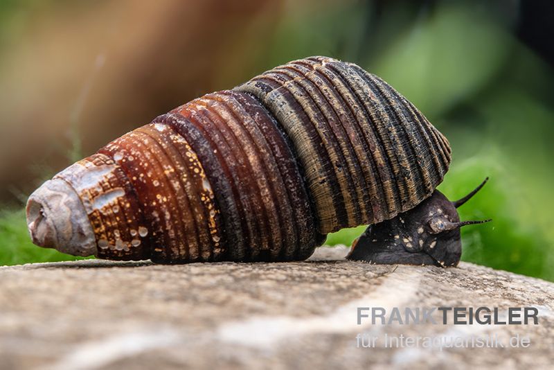 Dreifarbige Zwergperlhuhnschnecke, Tylomelania sp.