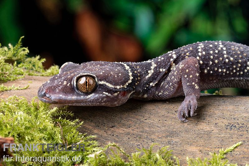 Gebänderter Blattzehengecko, Hemidactylus fasciatus