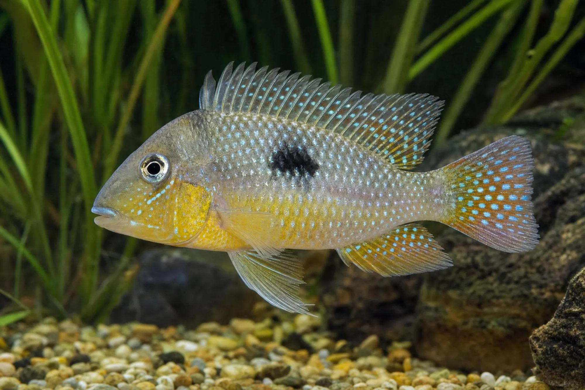 Sternenhimmel-Prachterdfresser, Gymnogeophagus constellatus