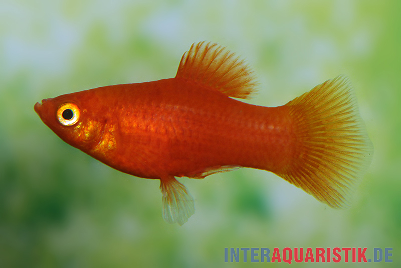 Roter Platy, Xiphophorus maculatus