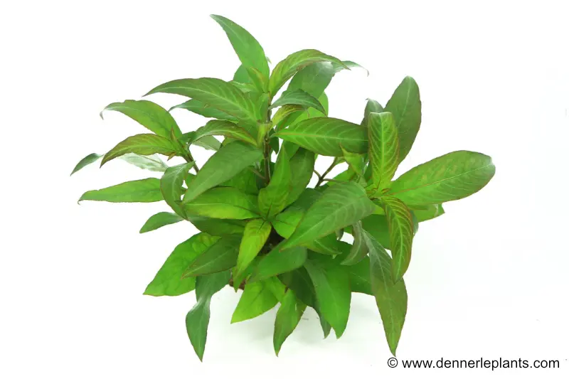 Kirschblatt-Riesenwasserfreund, Hygrophila corymbosa "Stricta", im Topf