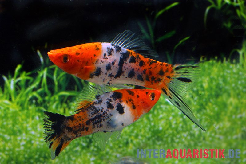 Koi Schwertträger schwarz gefleckt (sanke), Xiphophorus helleri