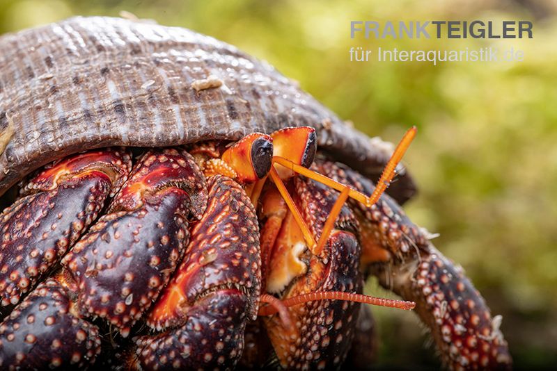 Schwarzer Landeinsiedlerkrebs, Coenobita sp. Black (Größe XL)