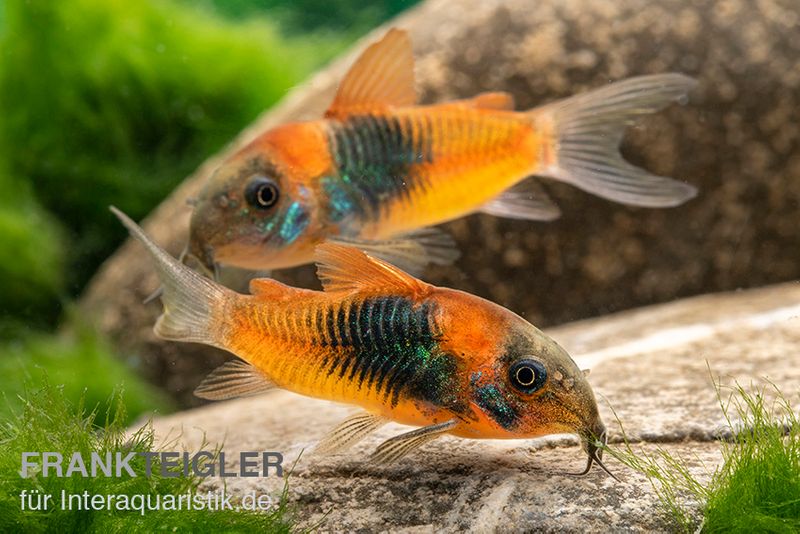 Orangener Venezuelapanzerwels, Corydoras venezuelanus orange