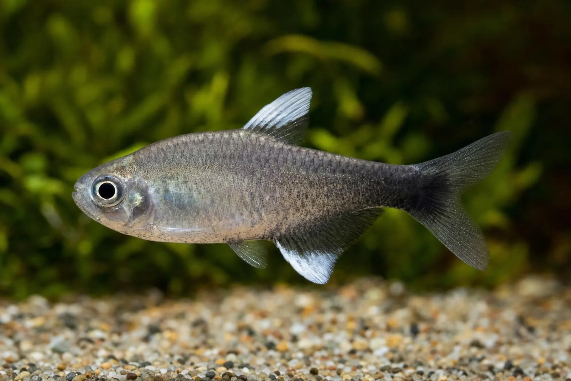 Negodagua-Salmler „Rio Pratinha“, Hyphessobrycon negodagua