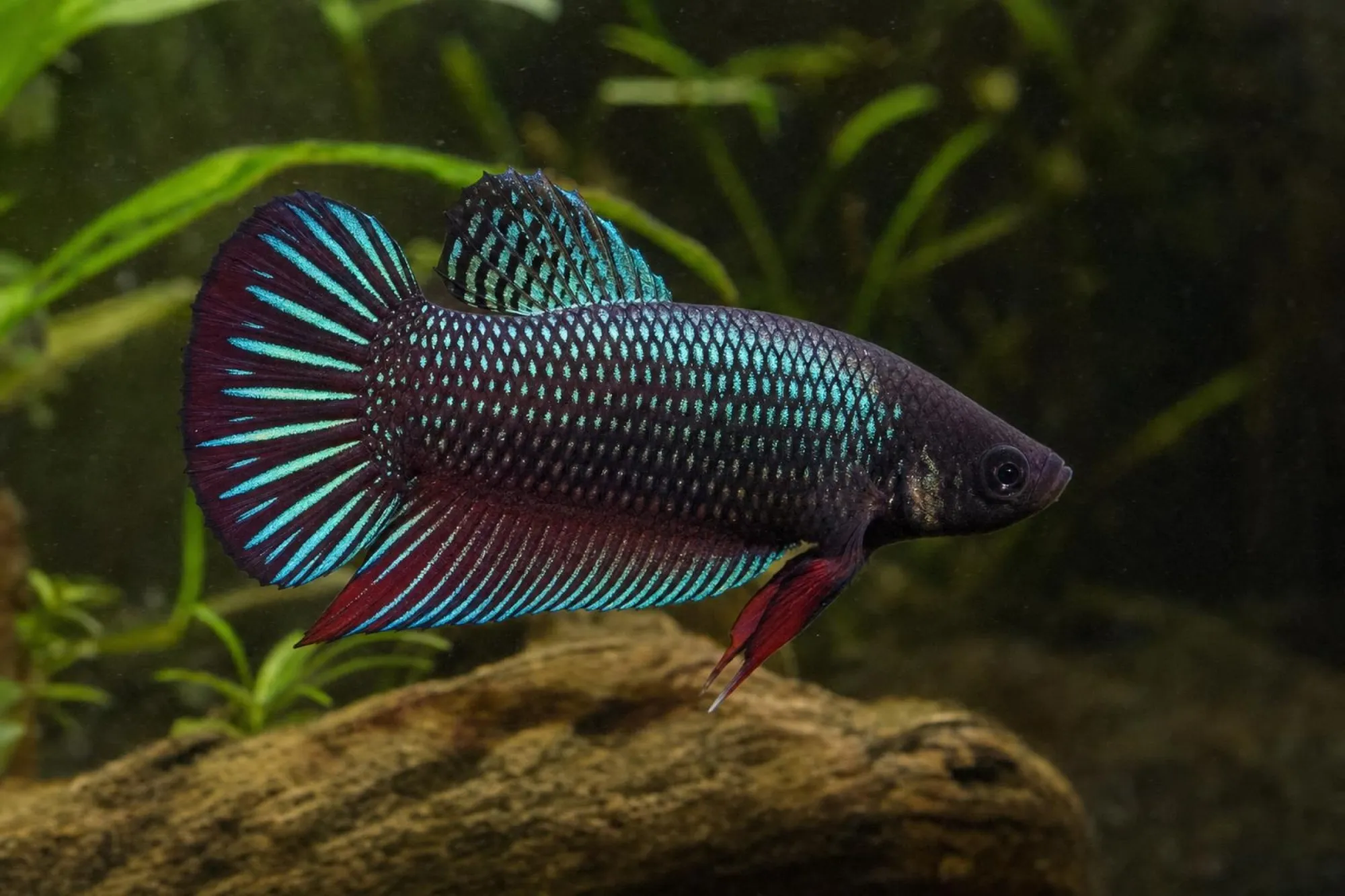 Alien-Kampffisch Kupfer-Violett, Männchen, Betta sp.