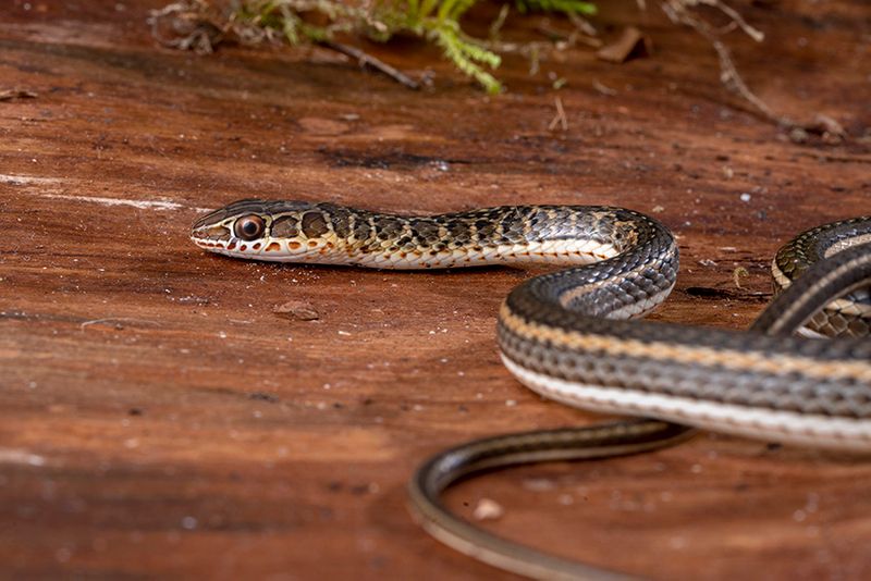 Ägyptische Sandrennnatter, Psammophis sibilans