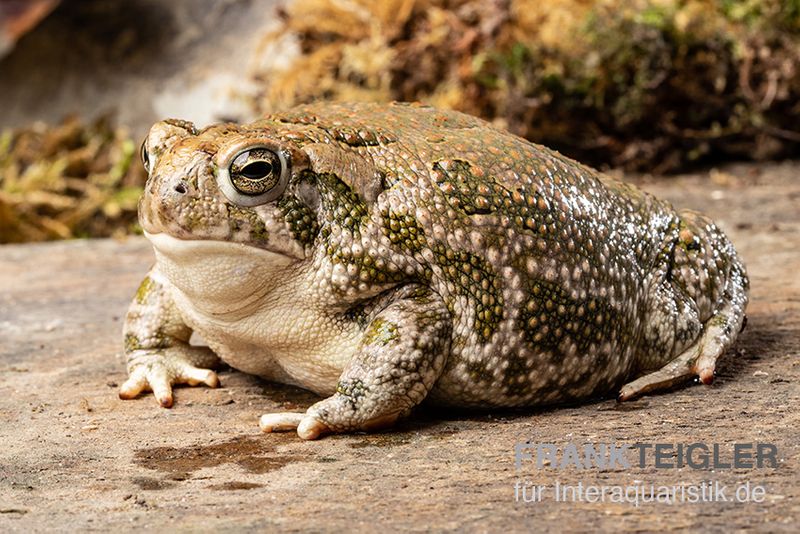 Präriekröte, Bufo cognatus