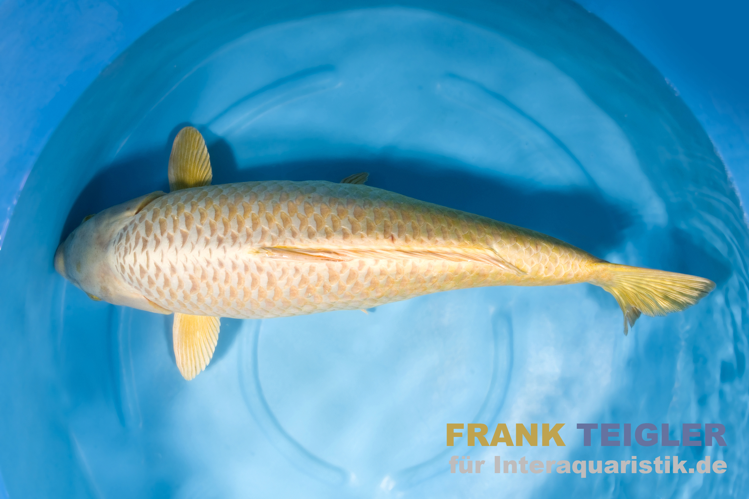 Japan Koi Marudo Mukashi, Cyprinus carpio, 15-17 cm