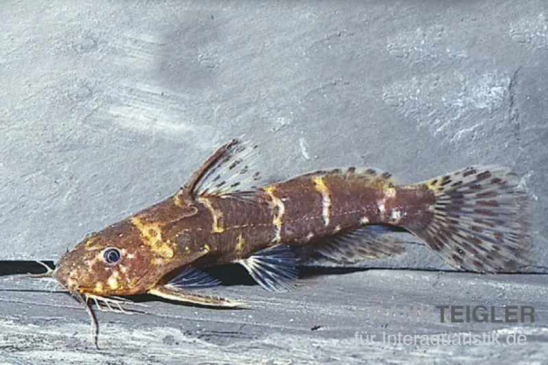 Zwergfiederbartwels, Microsynodontis batesii, 1,5-3 cm