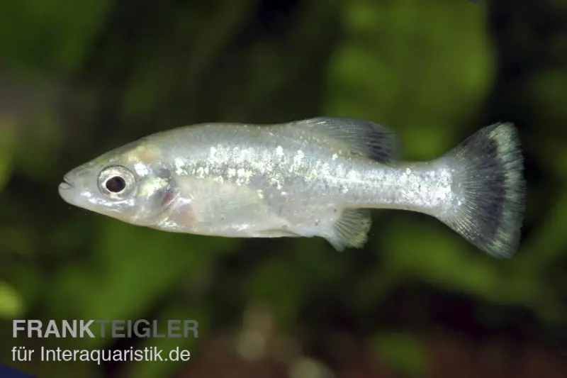 Ameca-Hochlandkärpfling, Ameca splendens, 3-6 cm DNZ