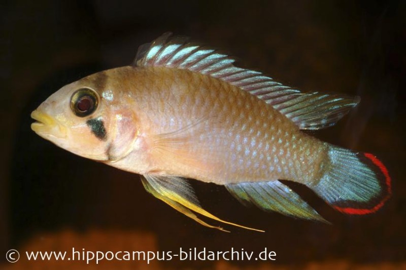 Panduros Zwergbuntbarsch, Apistogramma panduro, paarwweise