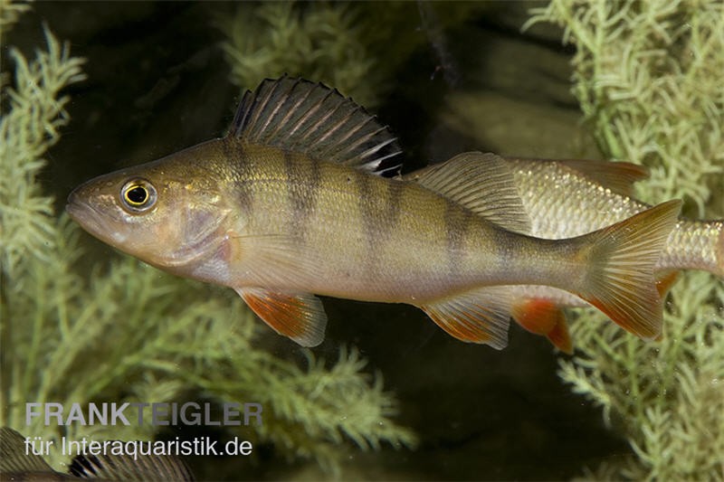 Europäischer Flußbarsch, Perca fluviatilis (Kaltwasser)