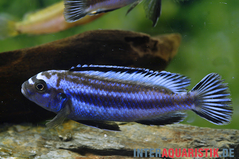 Kobalt-Orange-Buntbarsch, Melanochromis johannii, DNZ