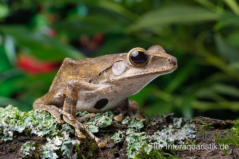 Weißbart-Ruderfrosch, Rhacophorus leucomystax