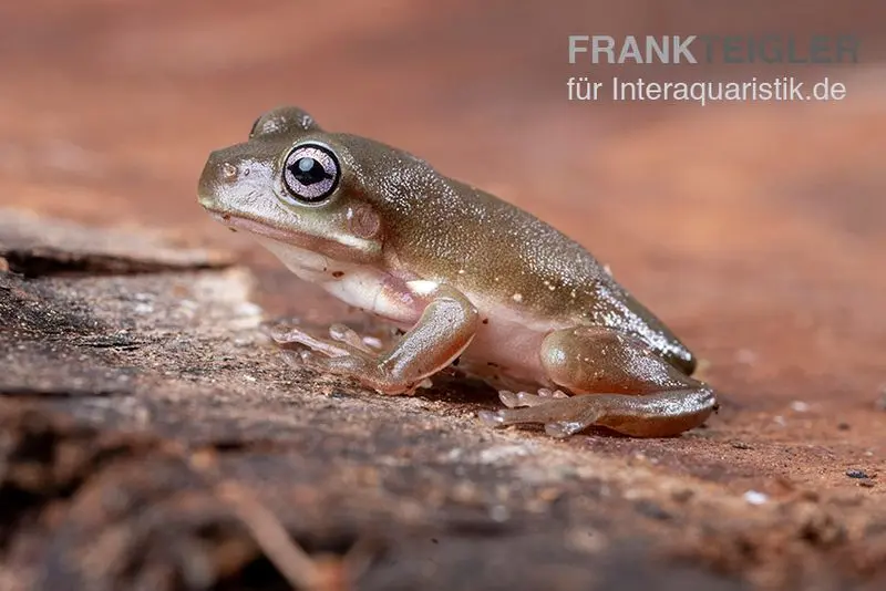 Blauer Korallenfinger-Laubfrosch, Litoria caerulea