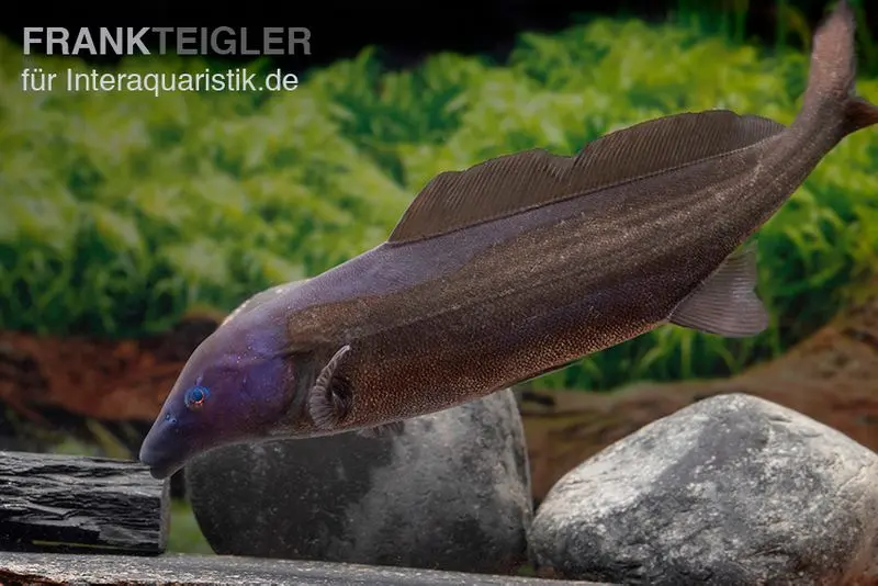 Flaschenmaul-Nilhecht, Mormyrus longirostris (Süßwasserdelfin)