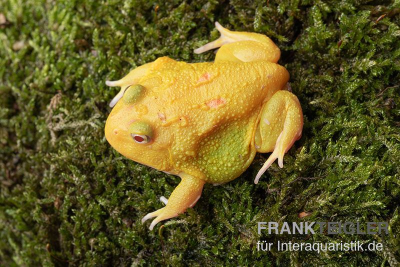 Super Pikachu-Pacman-Frog, Ceratophrys cranwelli Super Pikachu