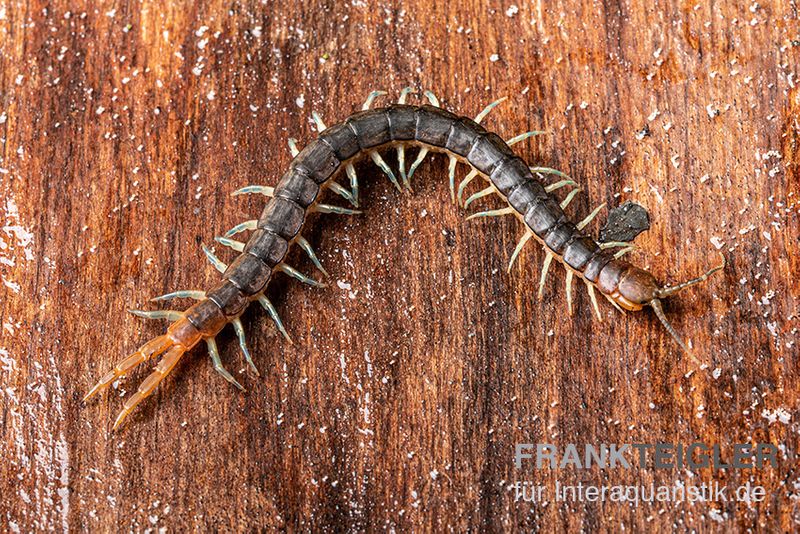 Blaubeiniger Hundertfüßer, Scolopendra cf. valida "Blue Legs Westafrica"