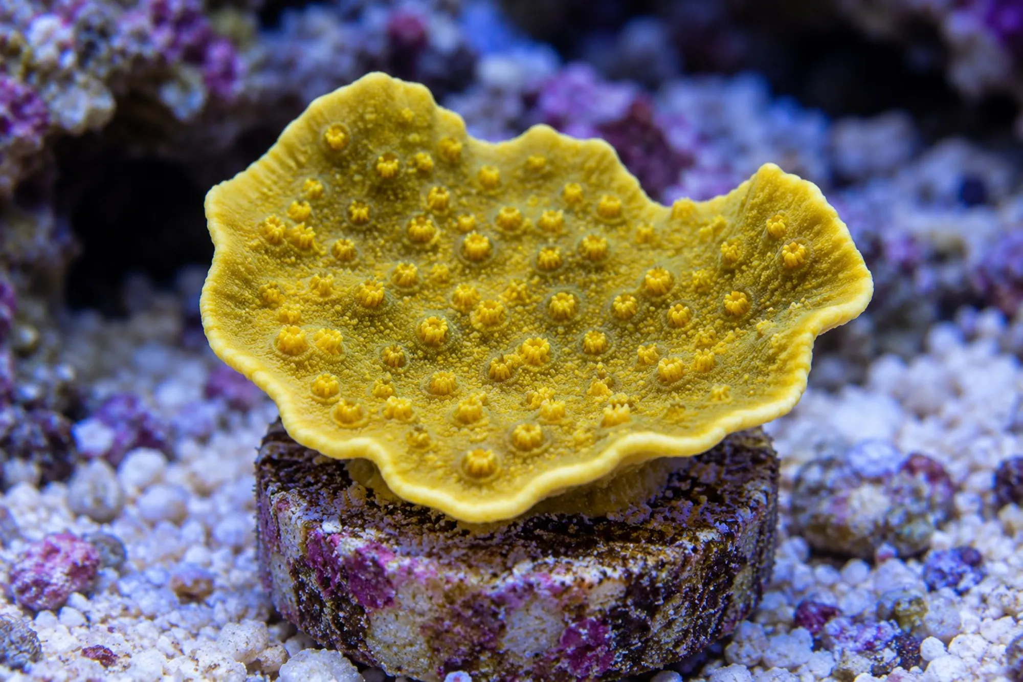 Kelchkoralle „Gelb“ (Nachzucht), Turbinaria reniformis, Größe S–M