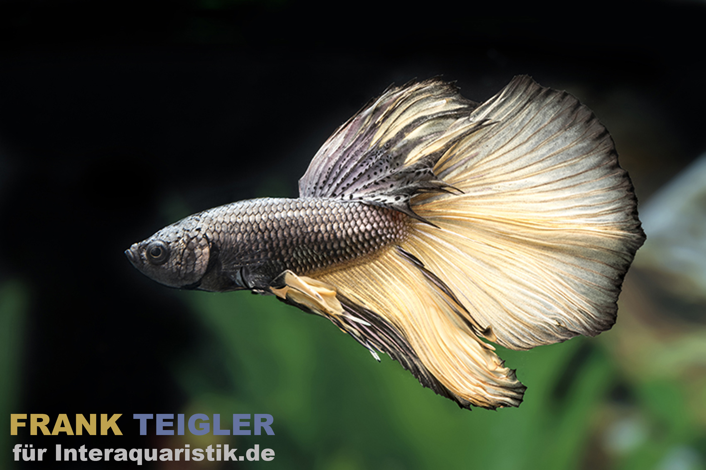 Half Moon Kampffisch Butterfly yellow, Männchen, Betta splendens