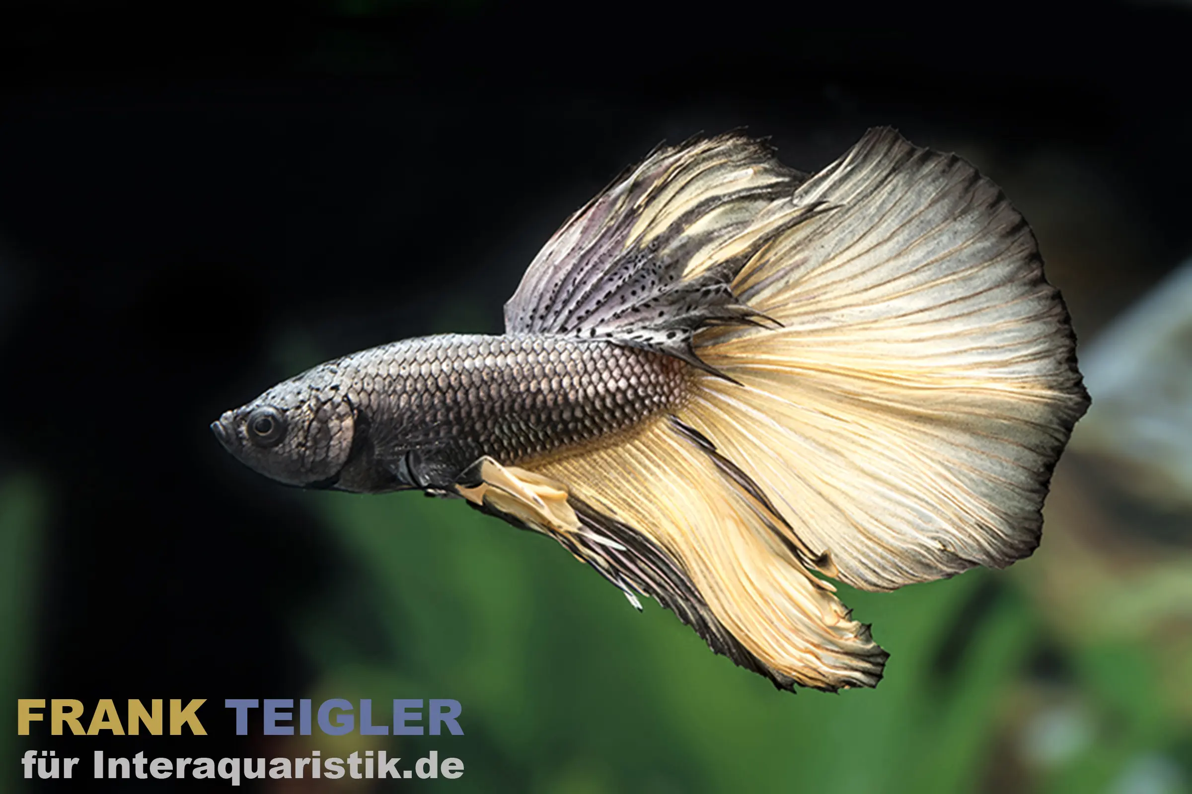 Half Moon Kampffisch Butterfly yellow, Männchen, Betta splendens