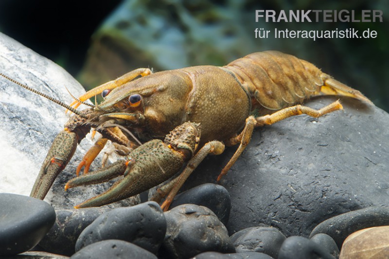 Europäischer Edelkrebs, Astacus astacus (Kaltwasser)