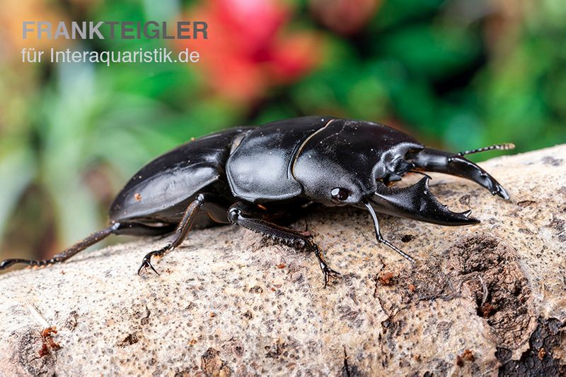 Hirschkäfer, Dorcus alcides, männlich