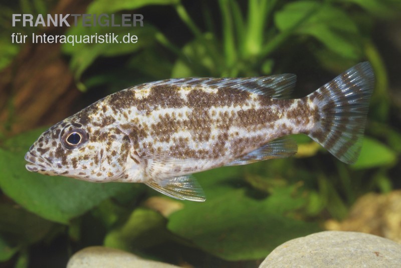 Vielfleckmaulbrüter, Nimbochromis polystigma, ca. 4 cm