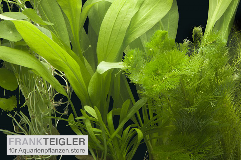 AquarienpflanzenSortiment "Amazonas" für 60 cm Aquarium, online kaufen