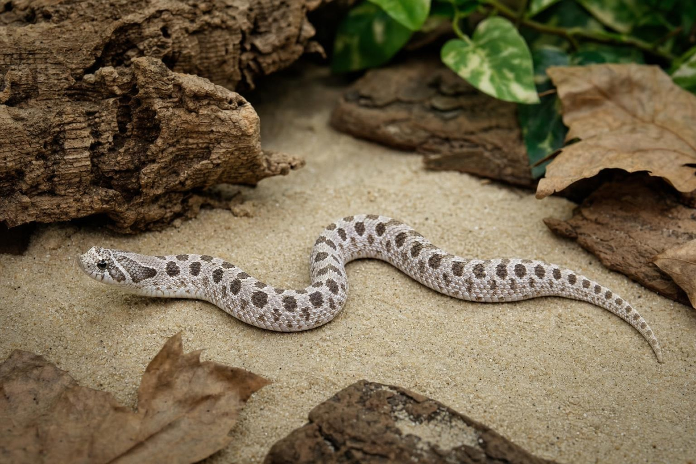 Westliche Hakennasennatter „Super Arctic Conda“ – Nachzucht, Heterodon nasicus